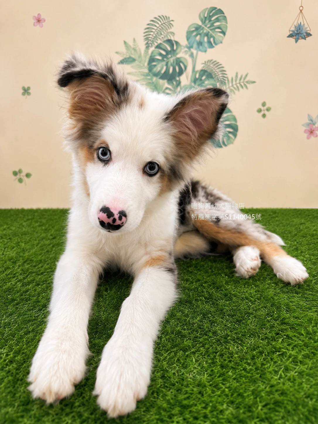 三花隕石邊境牧羊犬