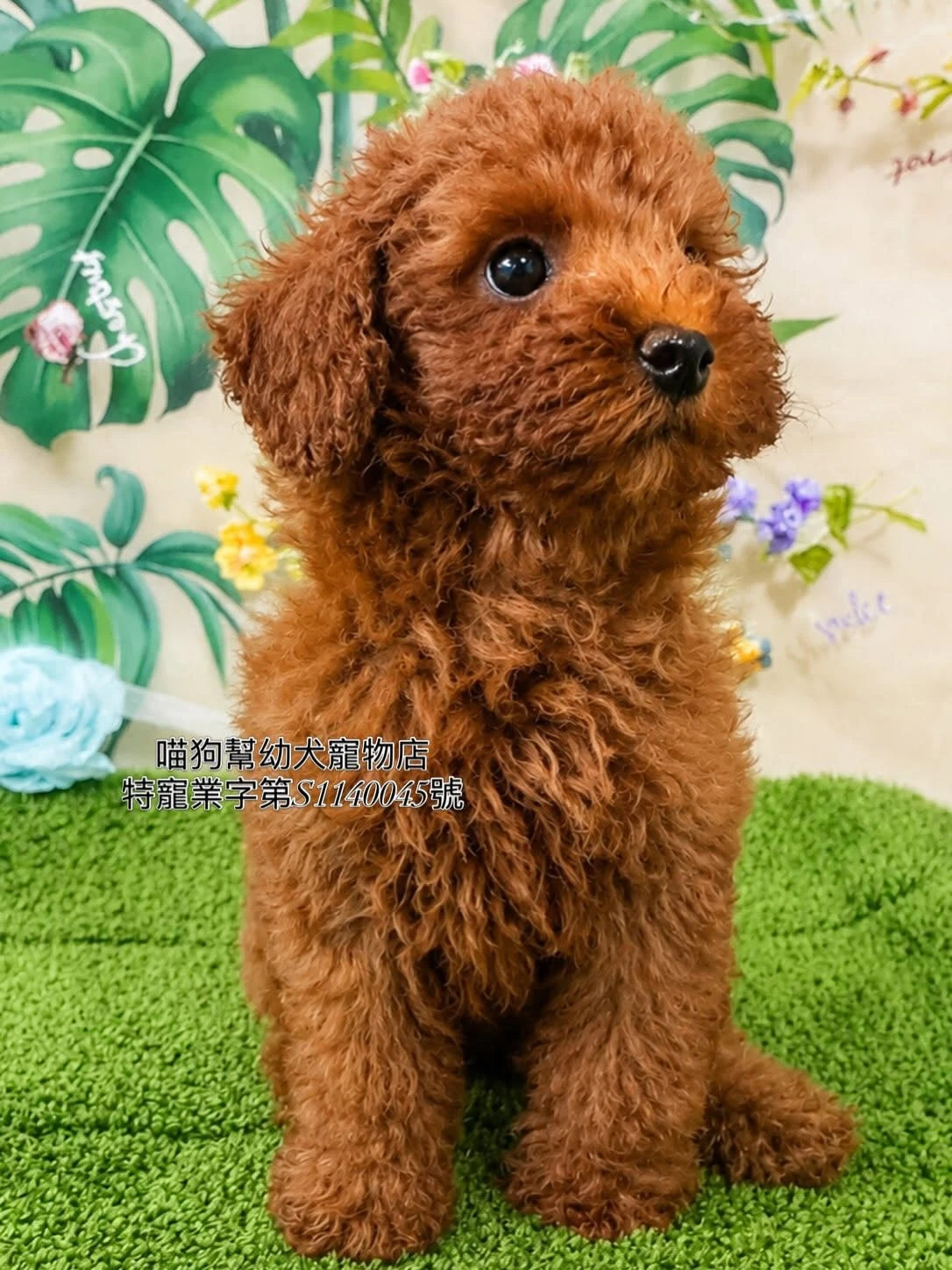 紅棕貴賓