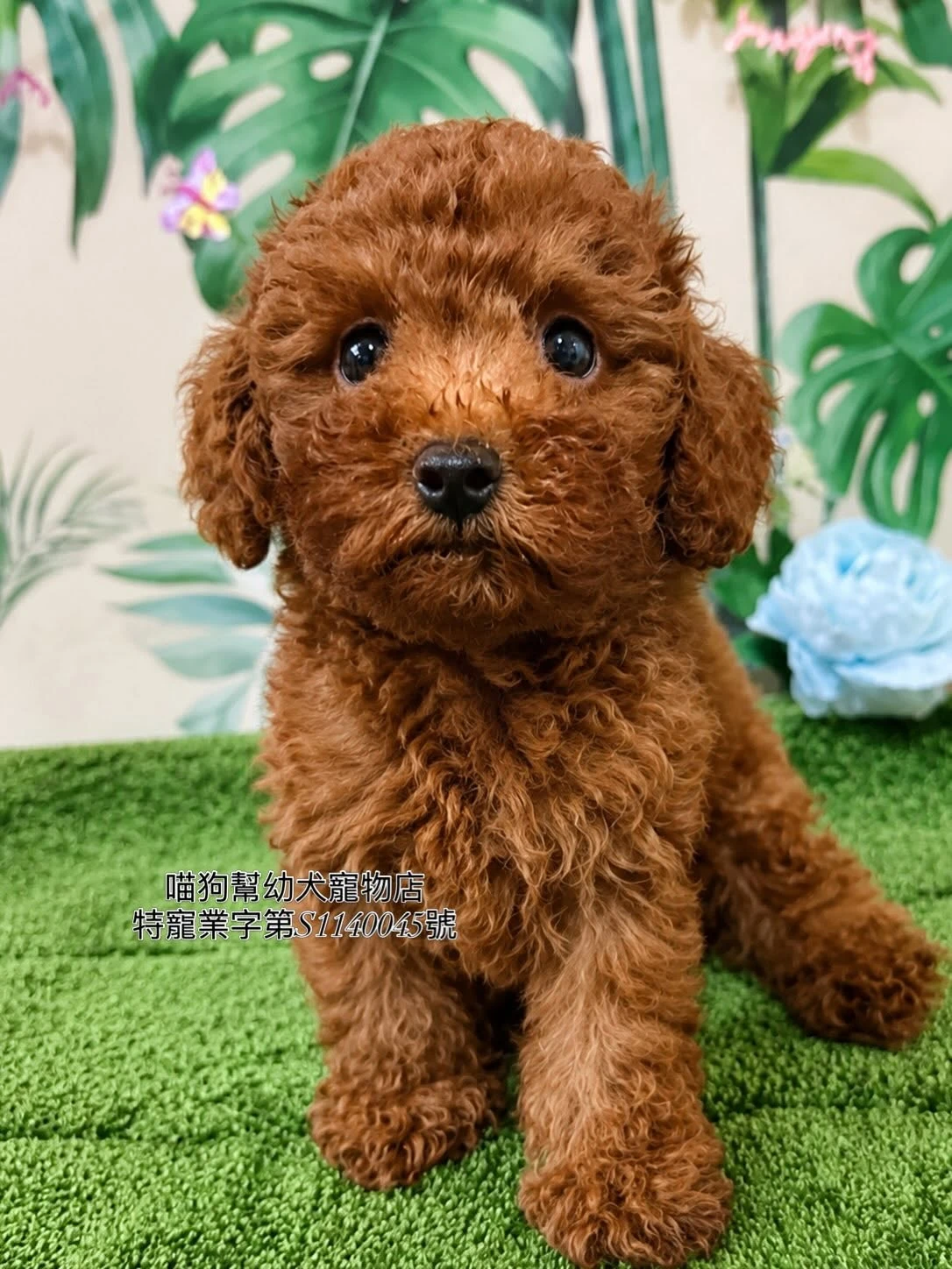 紅棕貴賓