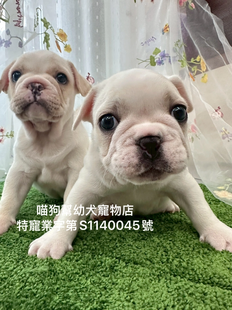 奶油法國鬥牛犬