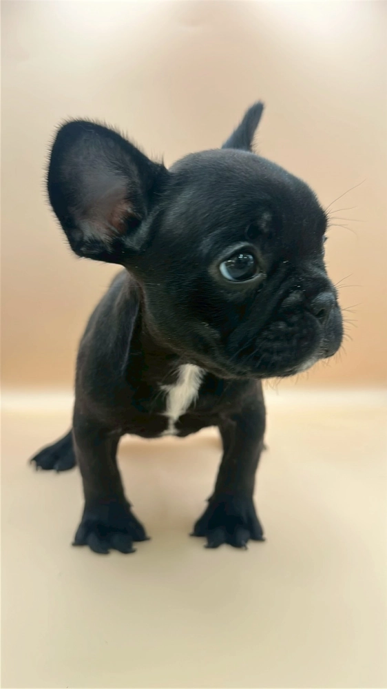 黑色法國鬥牛犬