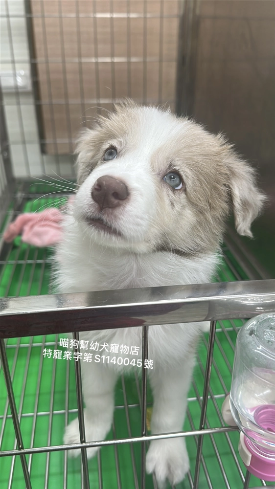 紅隕石邊境牧羊犬