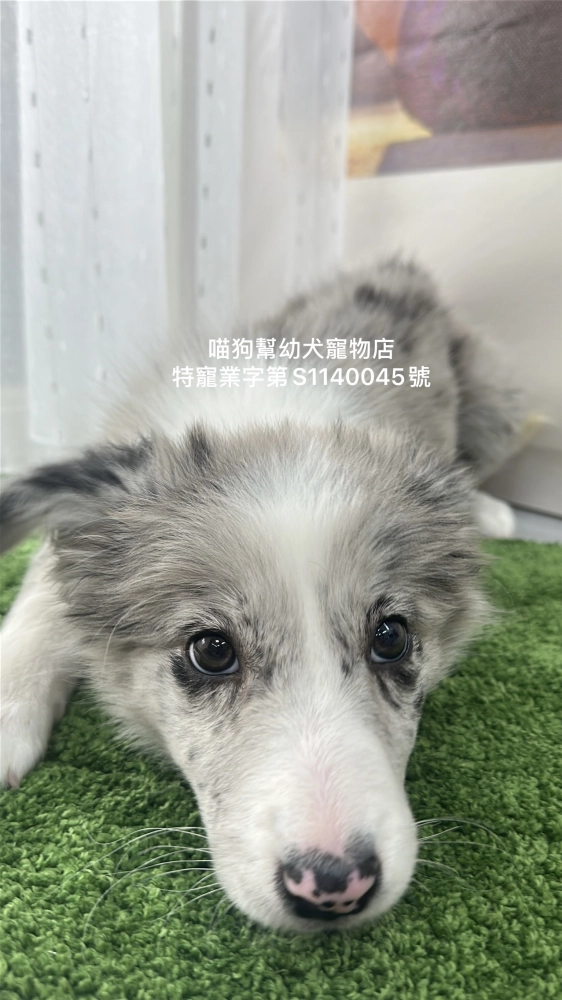 灰隕石邊境牧羊犬