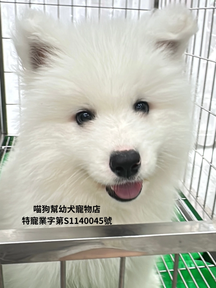 薩摩耶犬