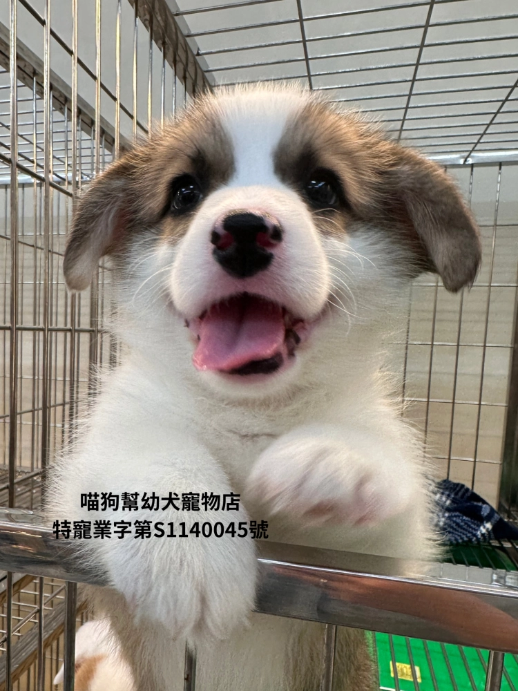 雙色柯基犬