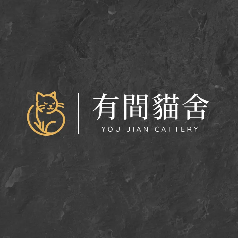 英短貓適合新手飼養嗎？台北英短貓舍｜三重英短貓舍