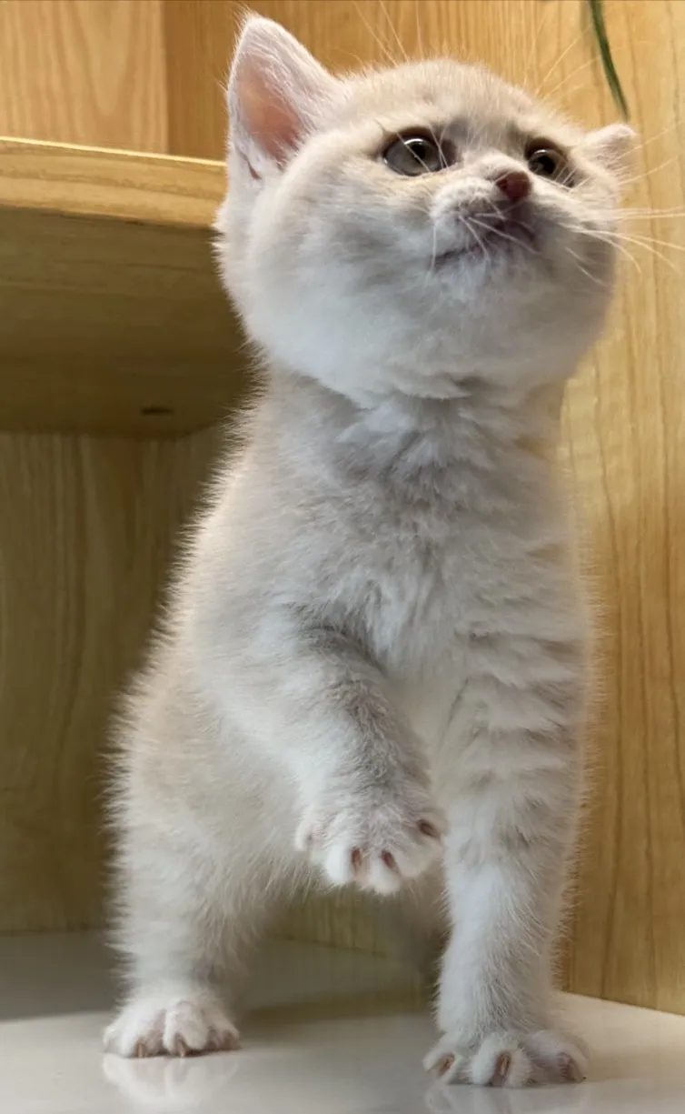 英短妹妹
