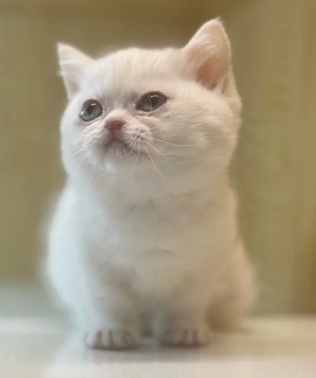 曼赤肯妹妹