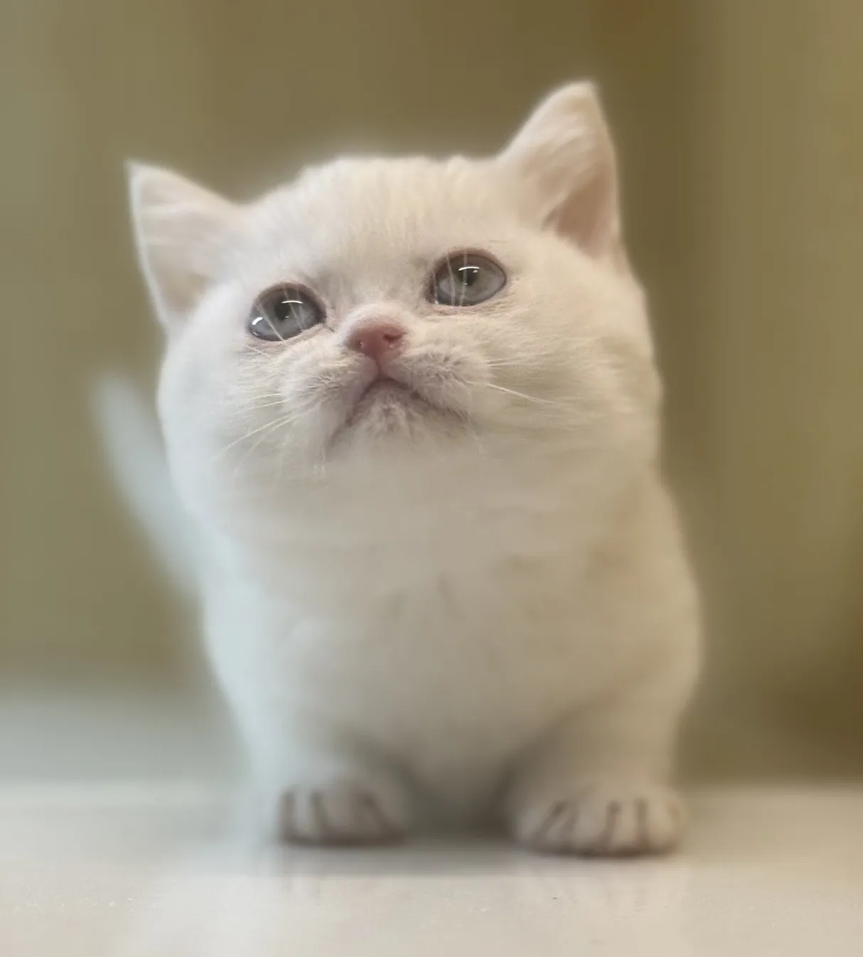 曼赤肯妹妹