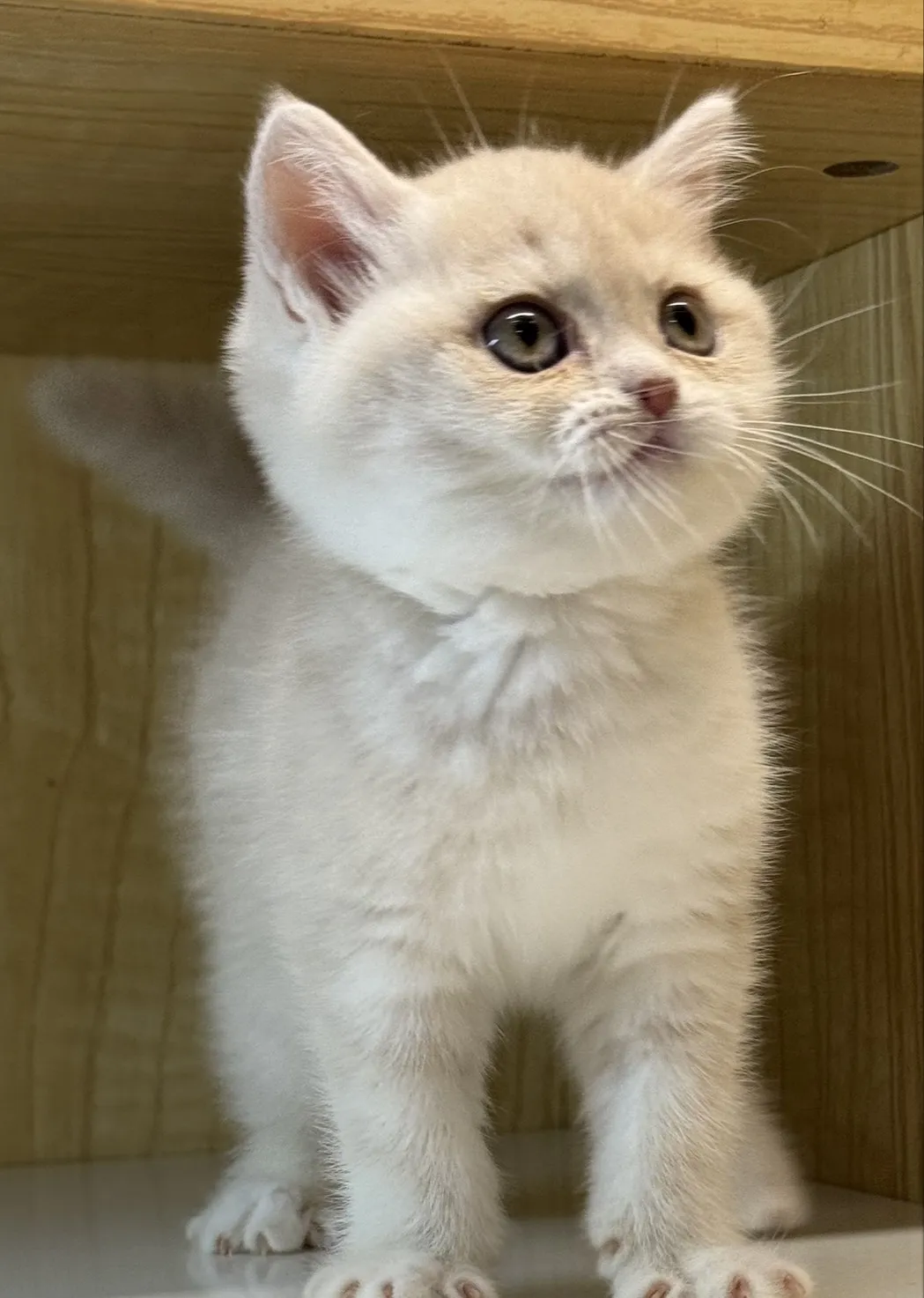 英短妹妹