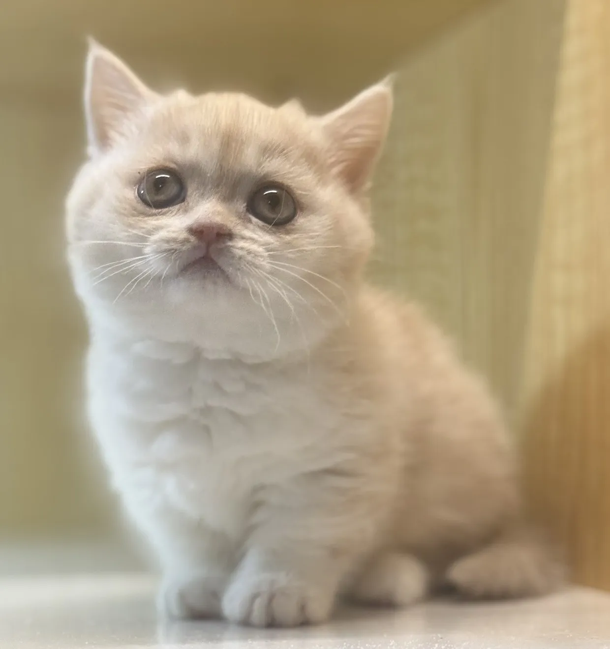 曼赤肯妹妹