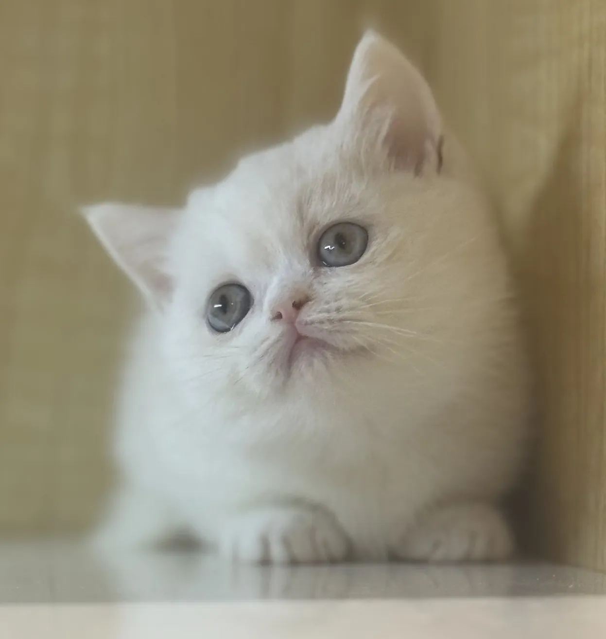 曼赤肯妹妹