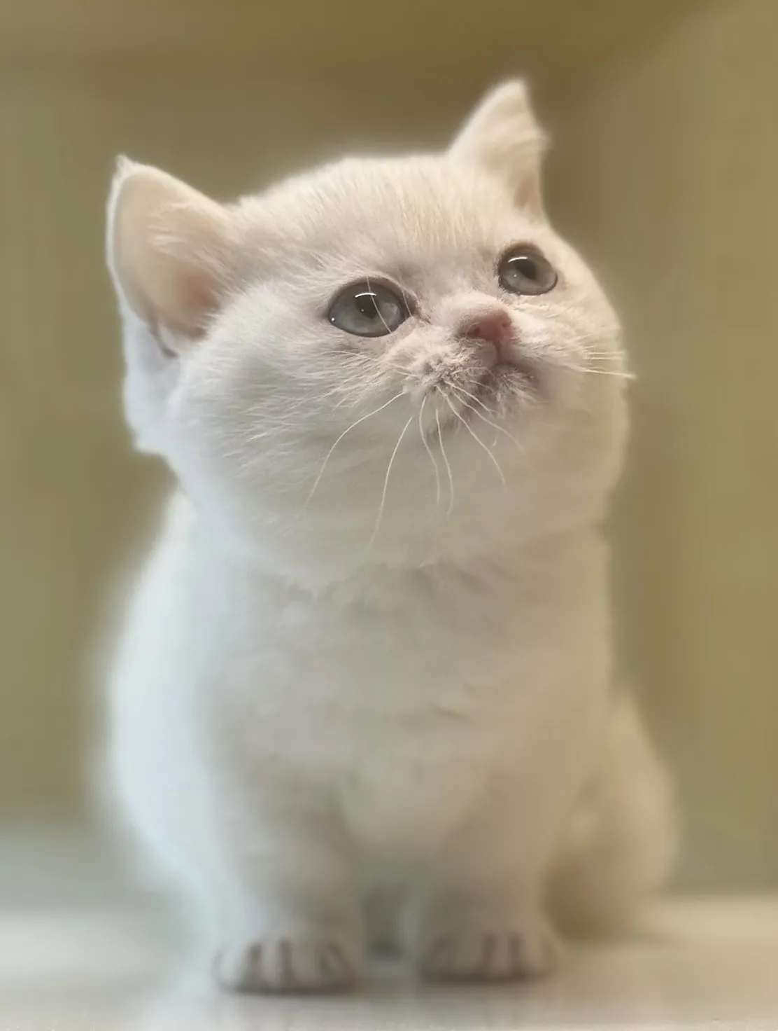 曼赤肯妹妹
