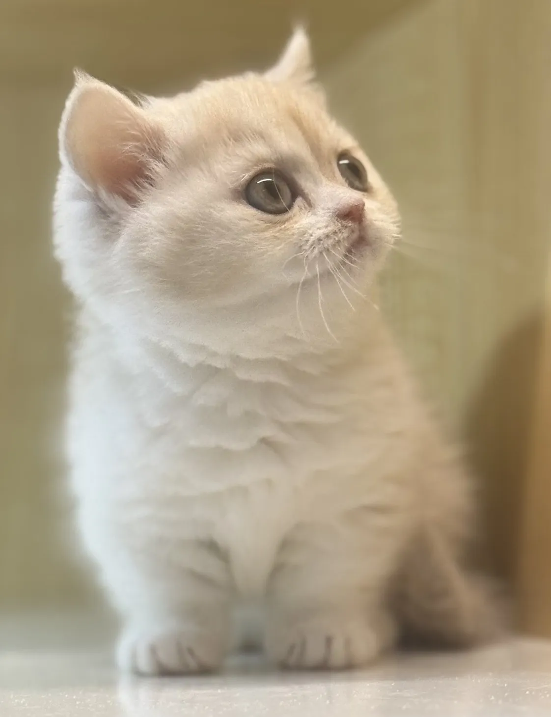 曼赤肯妹妹