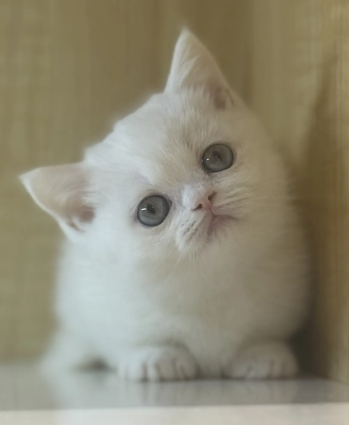 曼赤肯妹妹