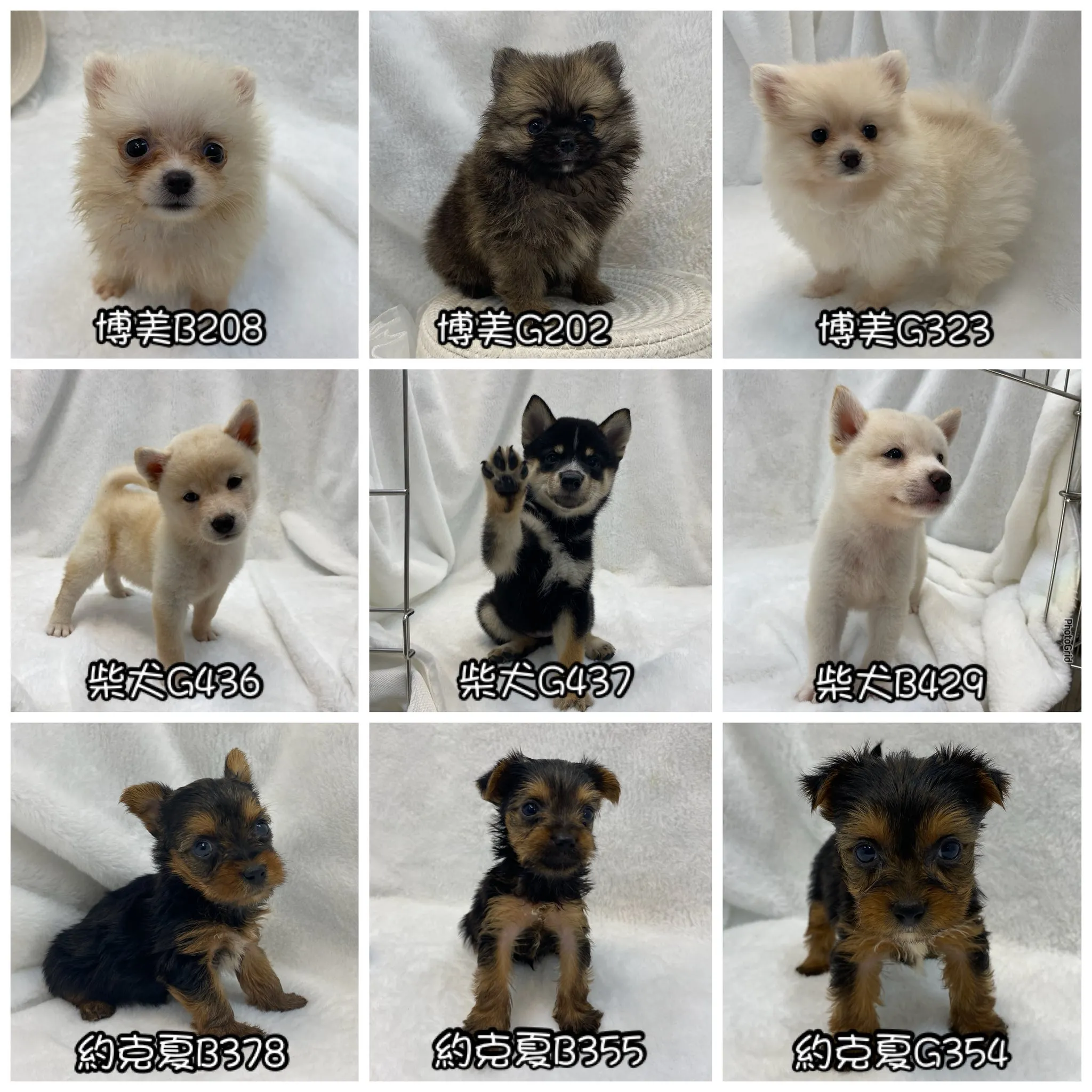 幼犬疫苗怎麼打？幼犬犬舍,台南幼犬犬舍
