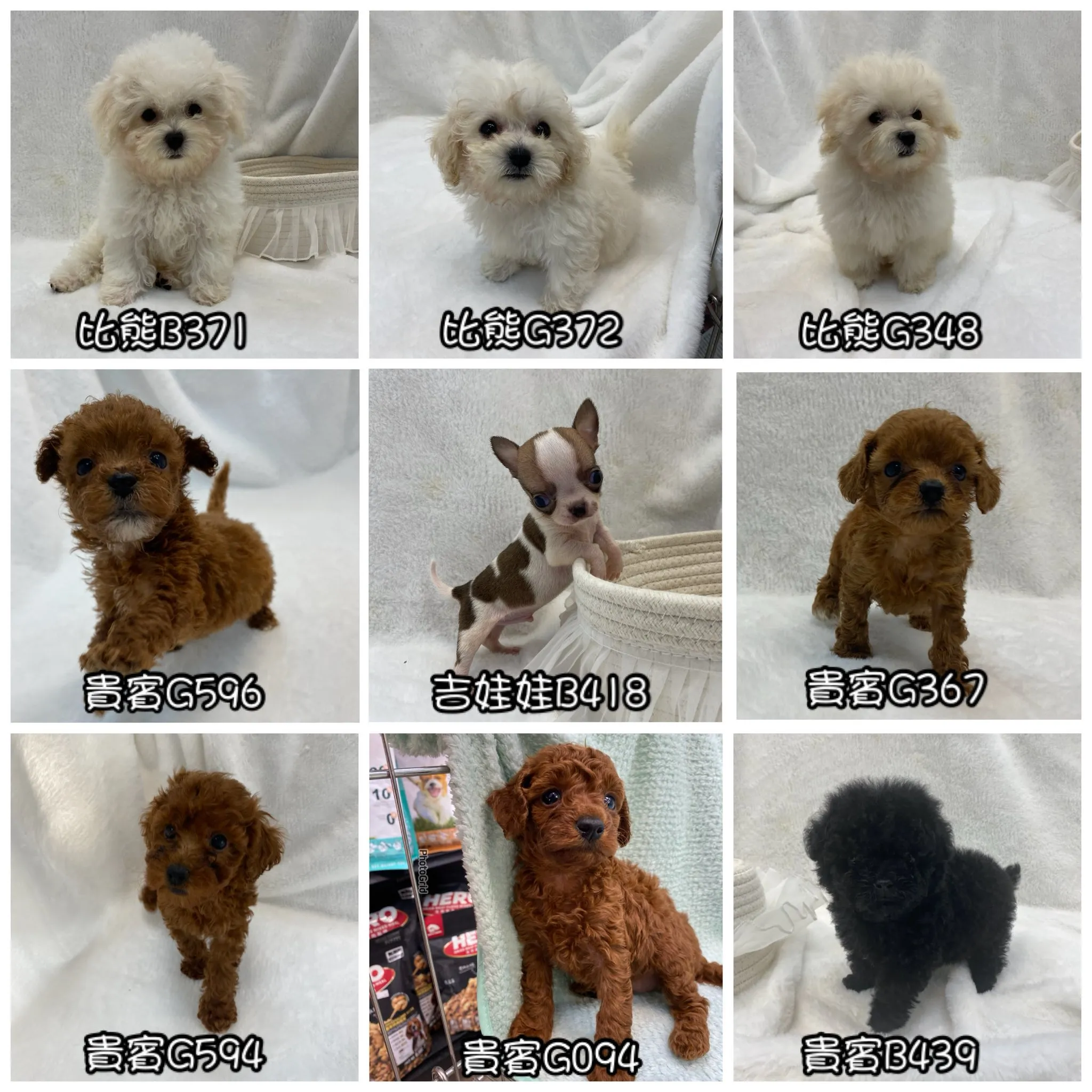 幼犬適合新手飼養嗎？幼犬買賣,台南幼犬買賣