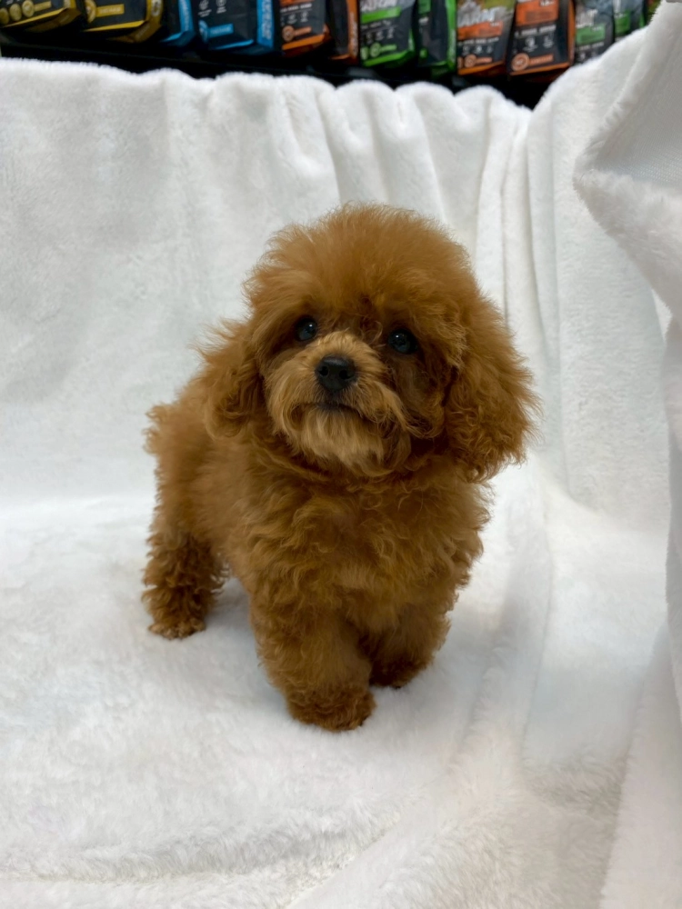 貴賓犬