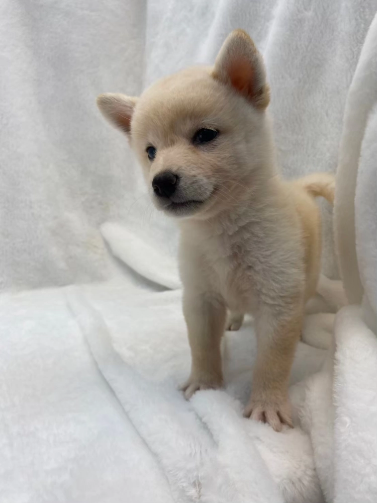 柴犬