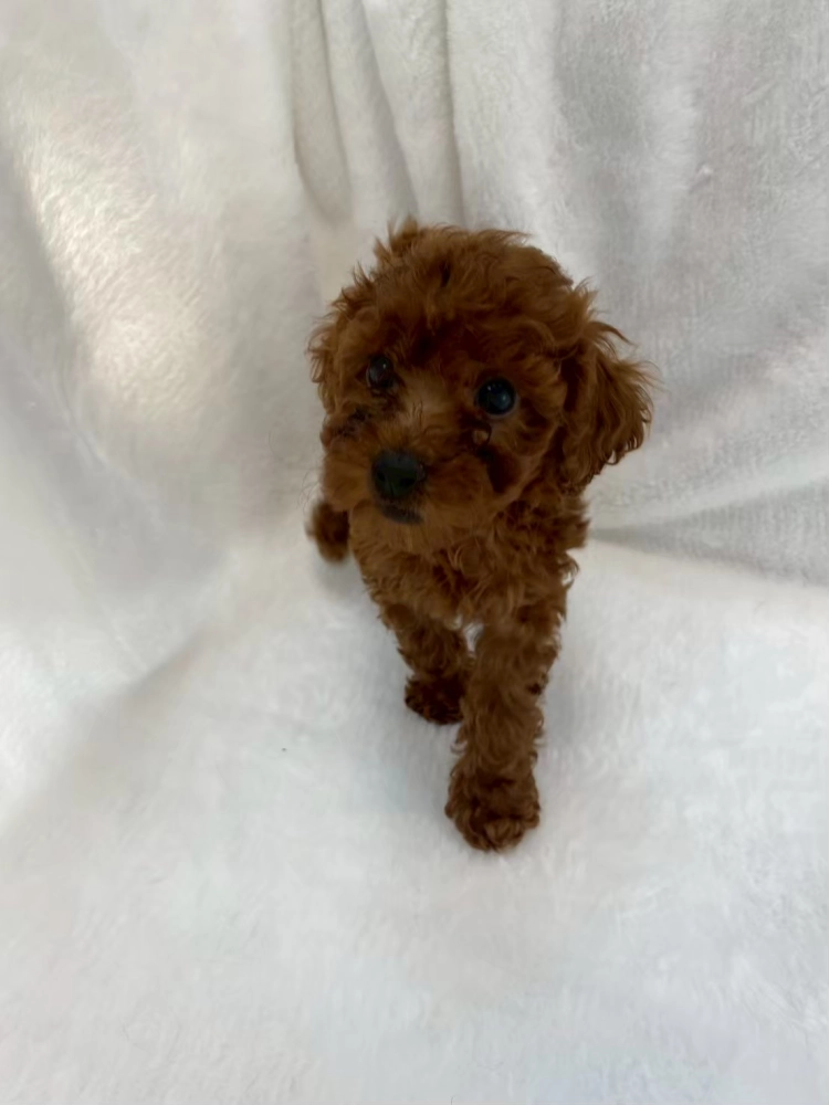 貴賓犬