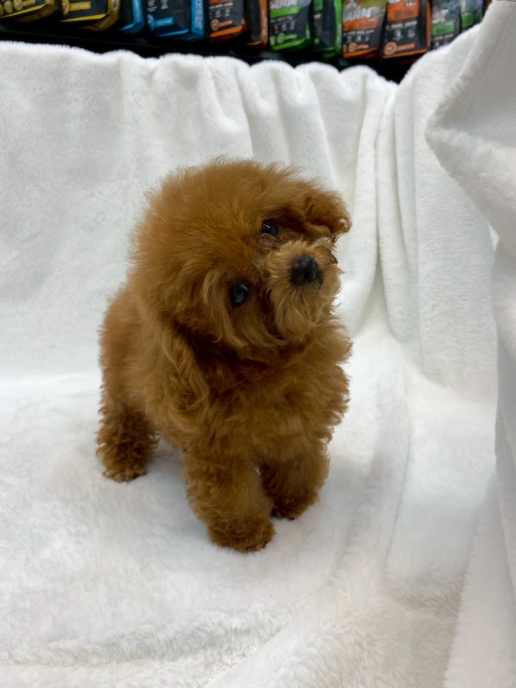 貴賓犬