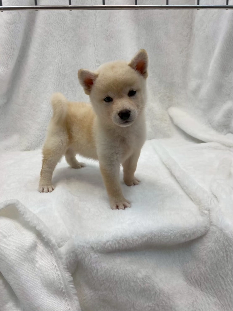 柴犬