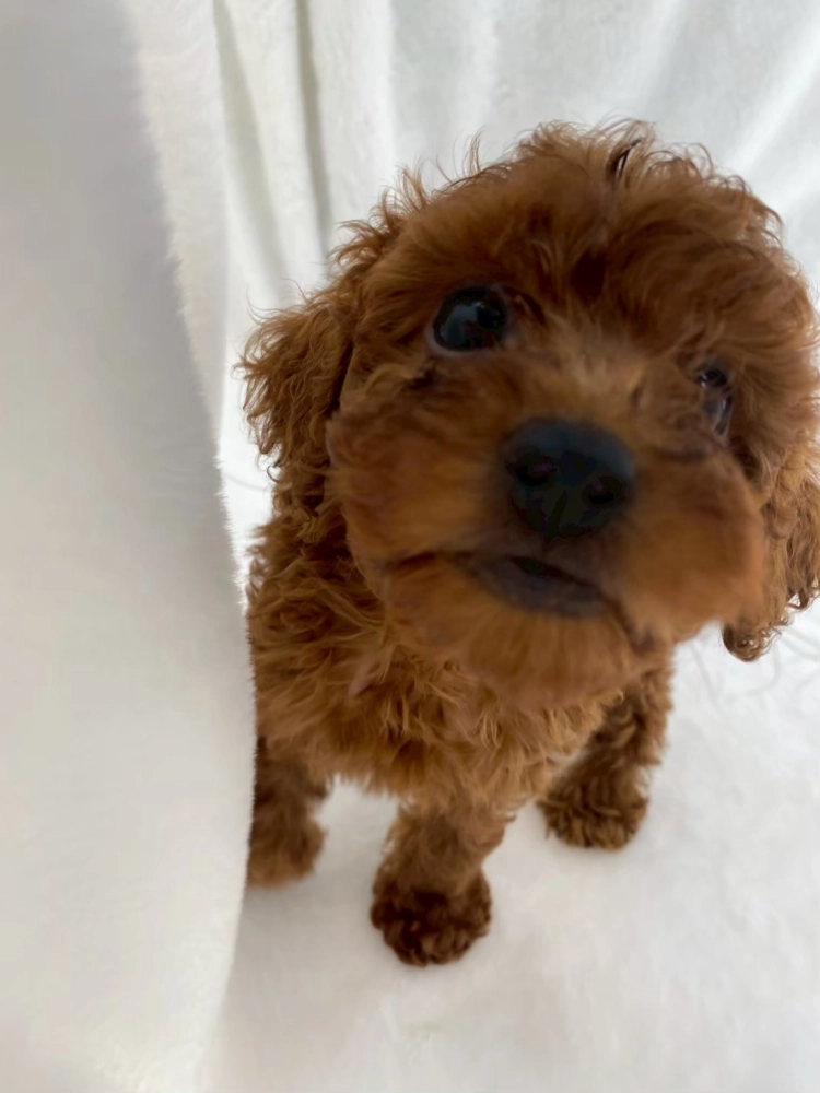 貴賓犬