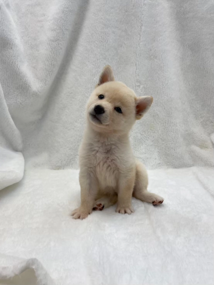柴犬