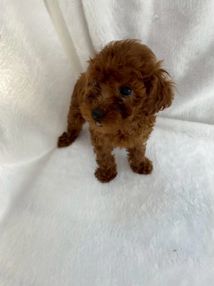 貴賓犬