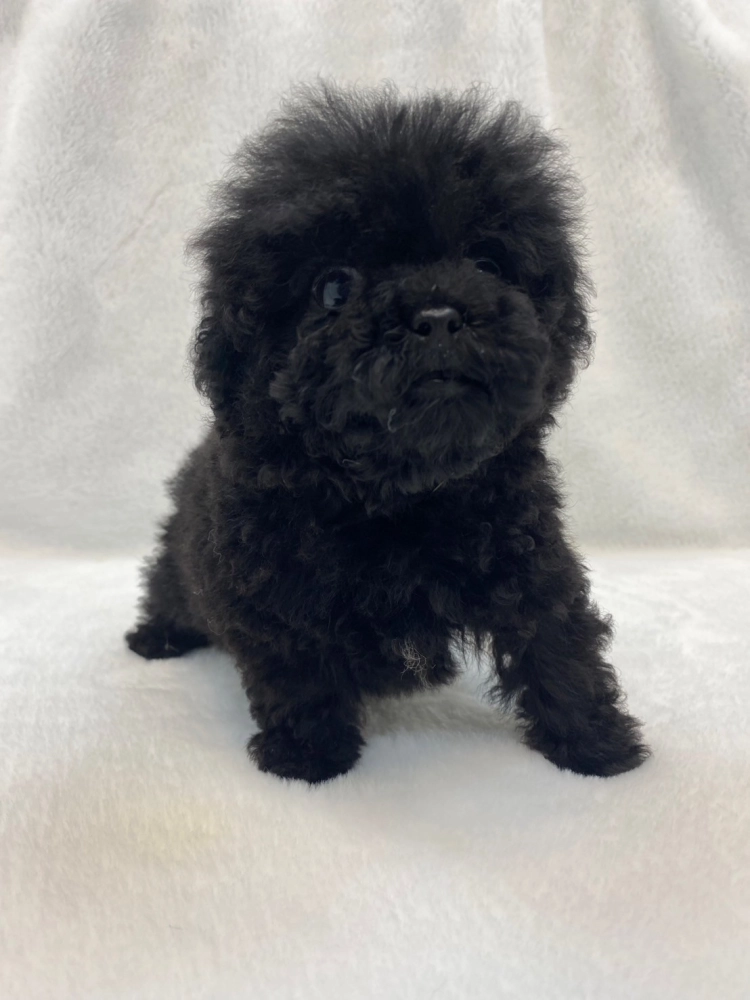 貴賓犬