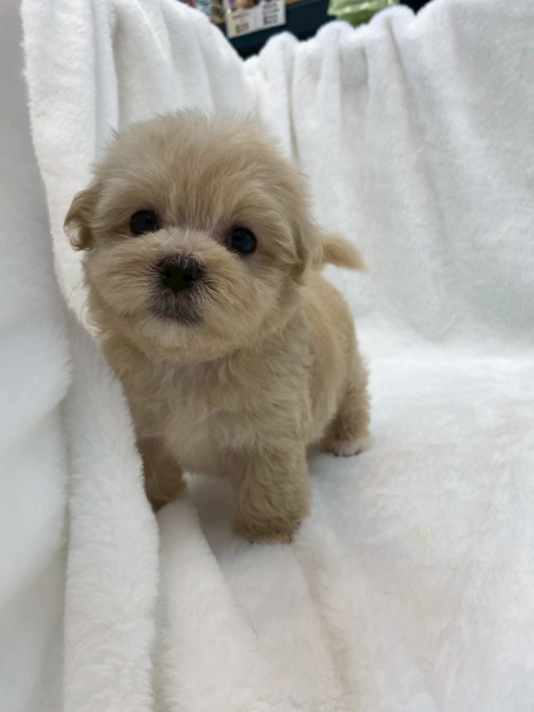 瑪爾泰迪