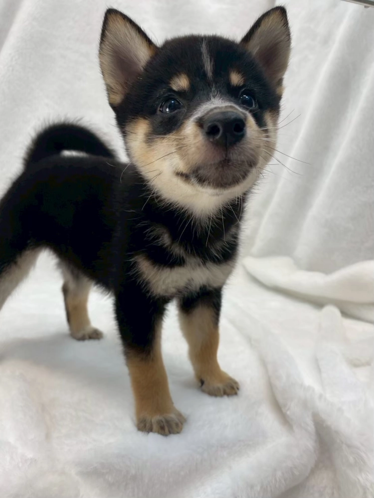 柴犬