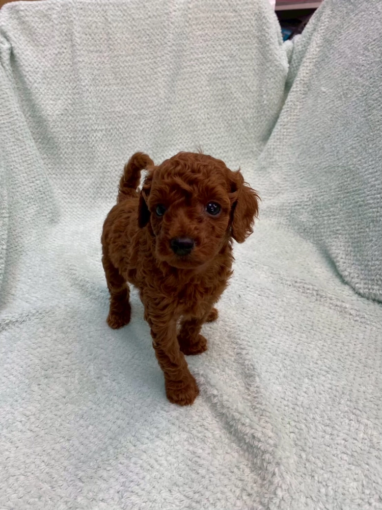 貴賓犬