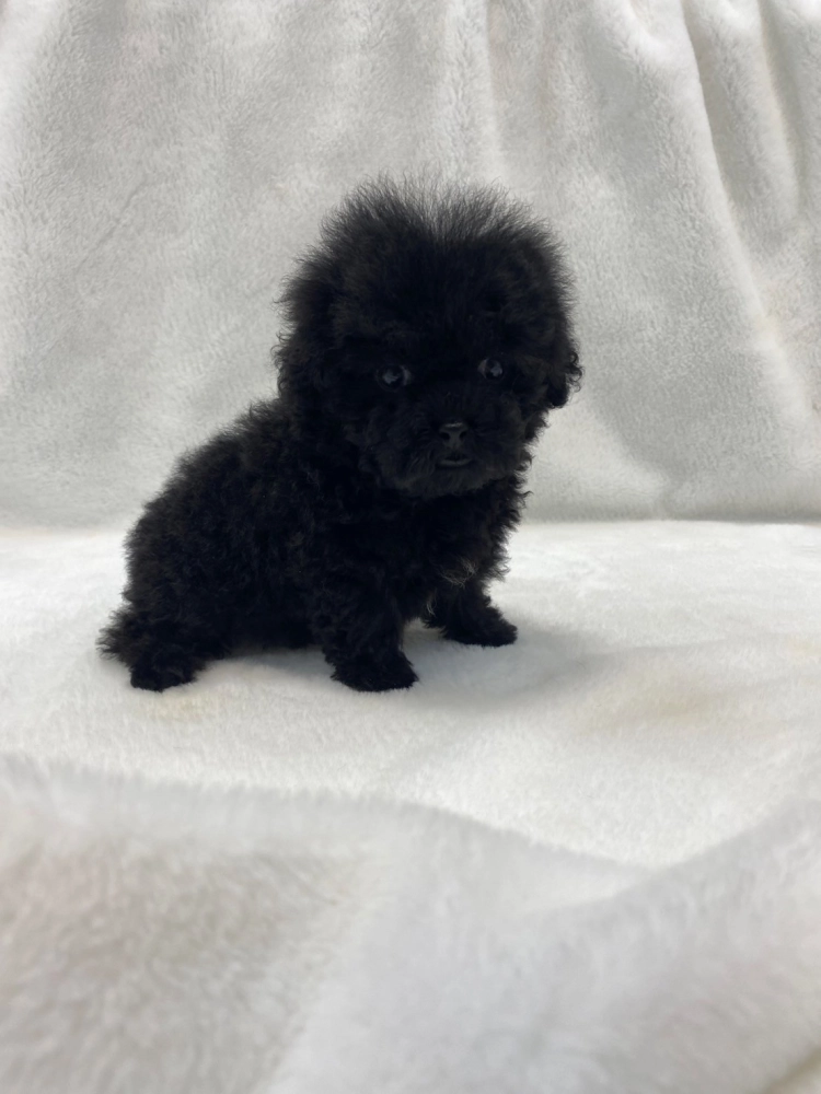 貴賓犬