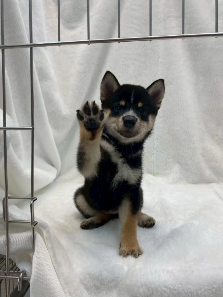 柴犬