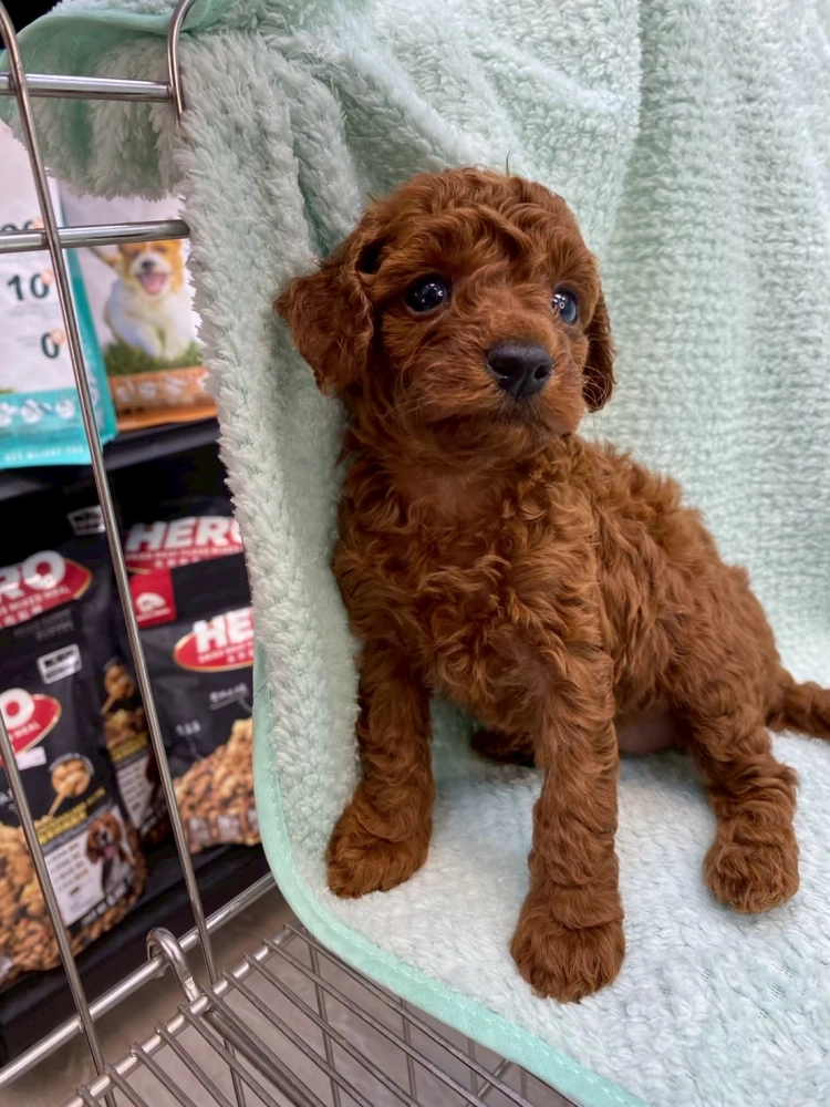 貴賓犬