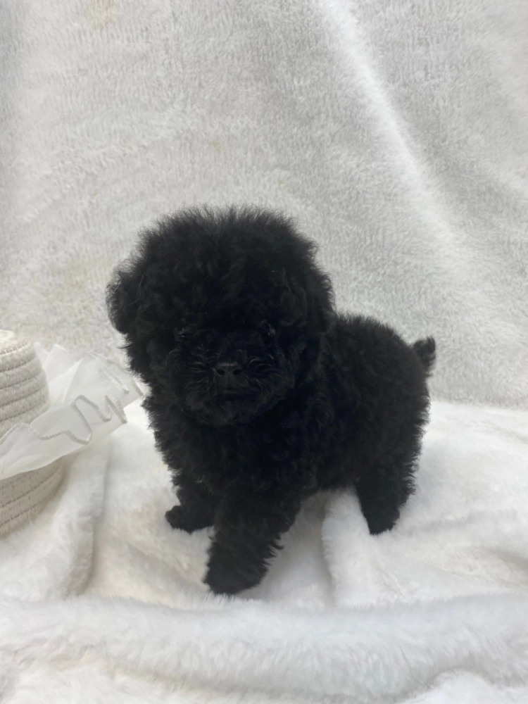 貴賓犬