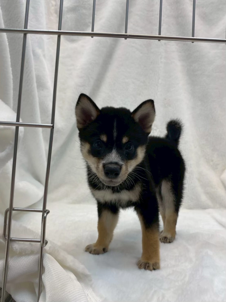 柴犬