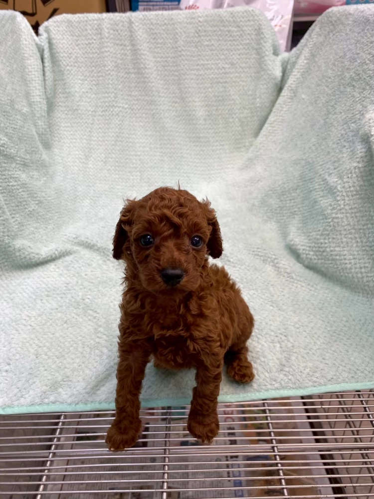 貴賓犬