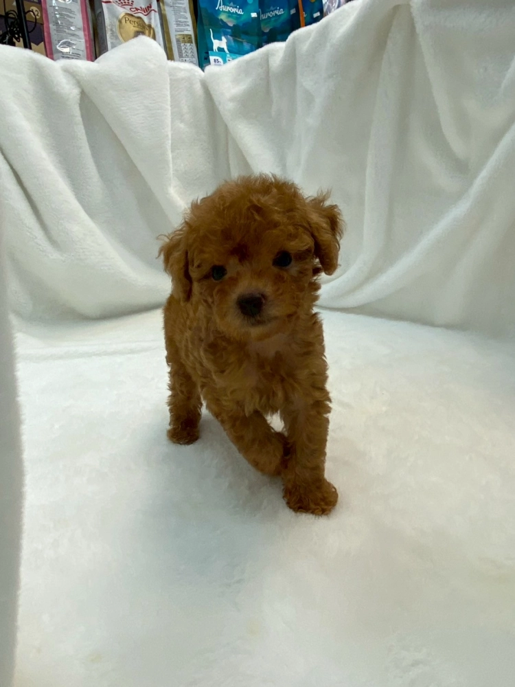 貴賓犬