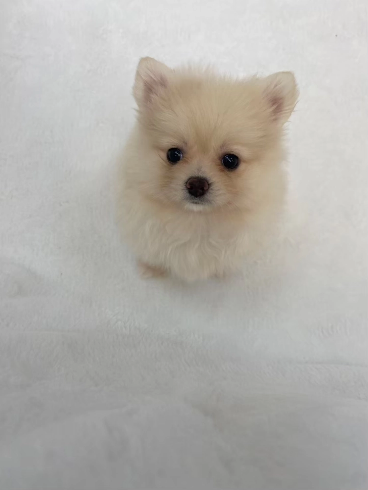 博美