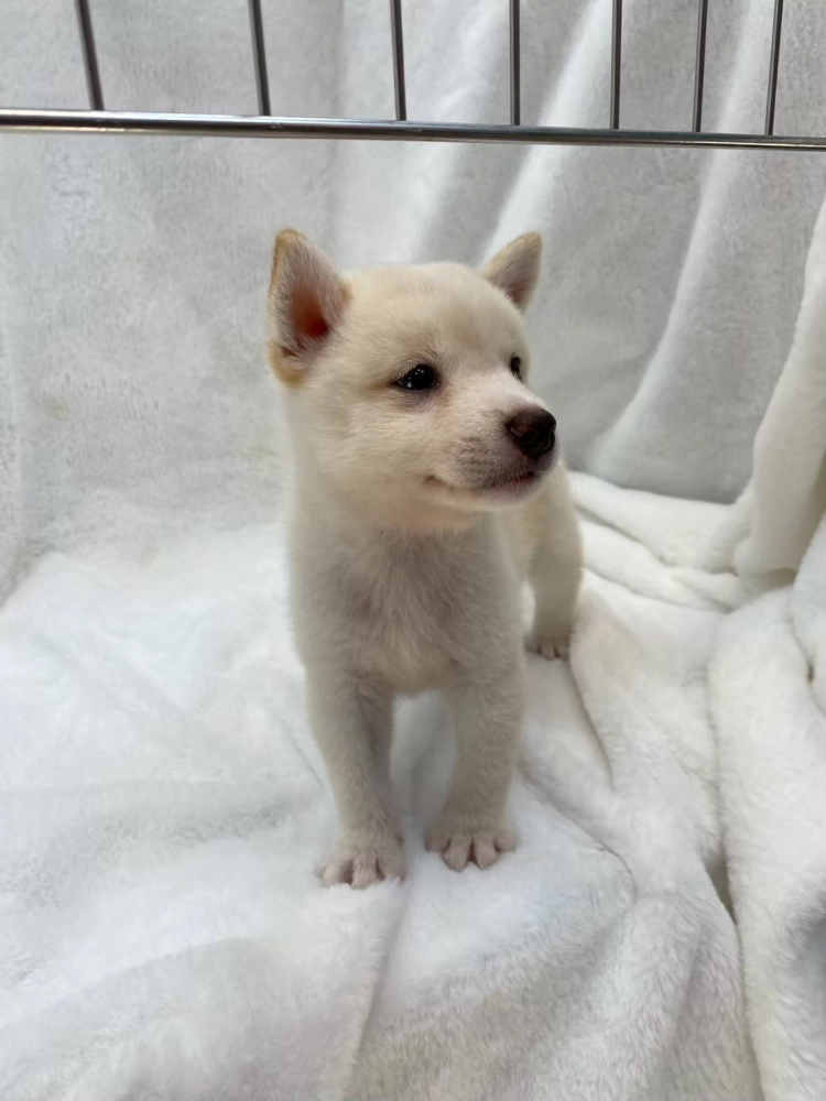 柴犬
