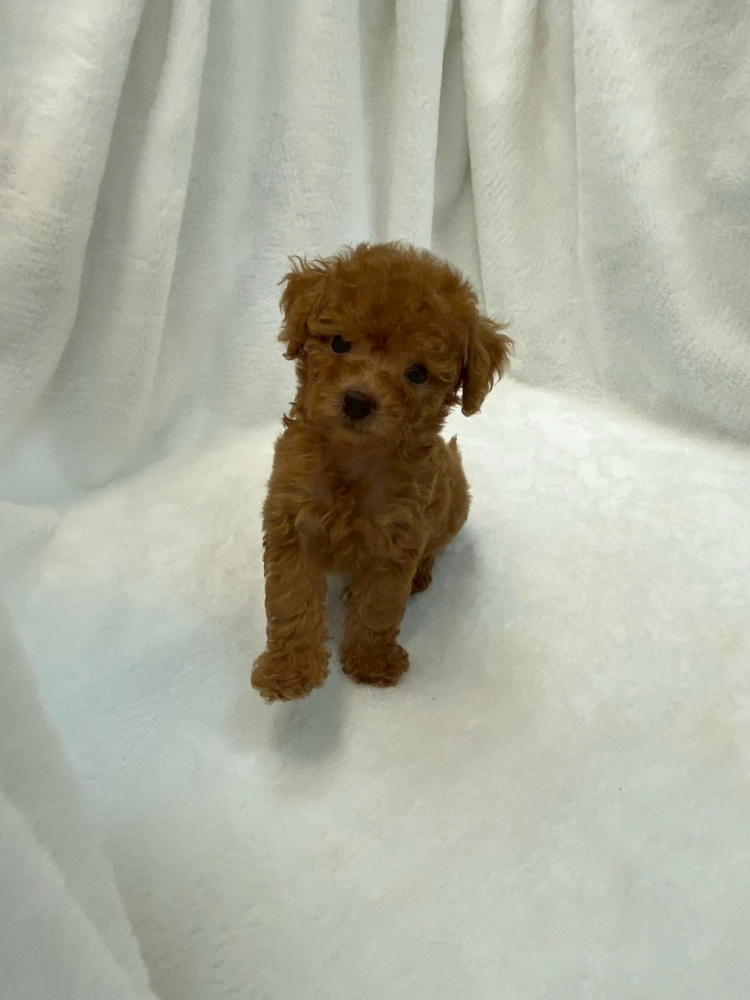 貴賓犬