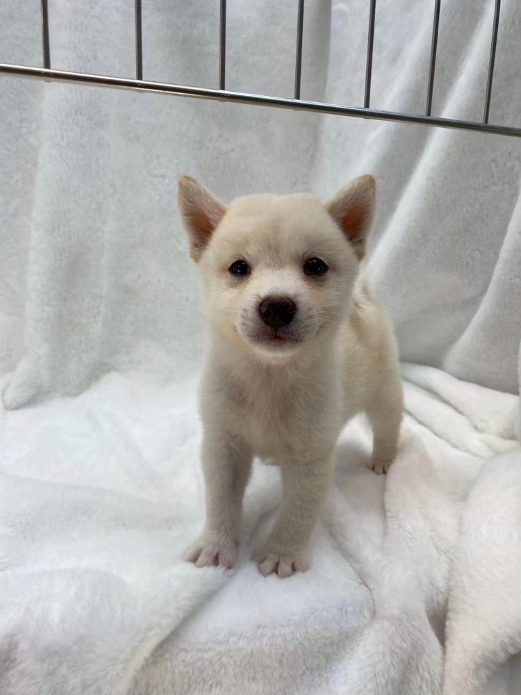 柴犬