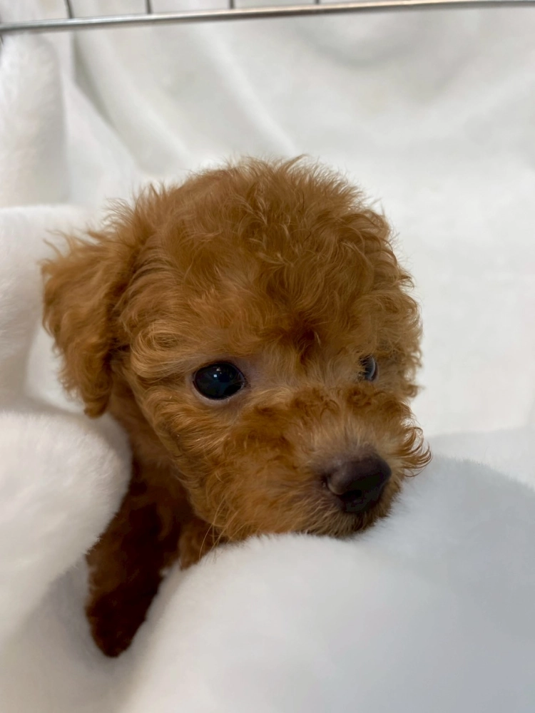 貴賓犬