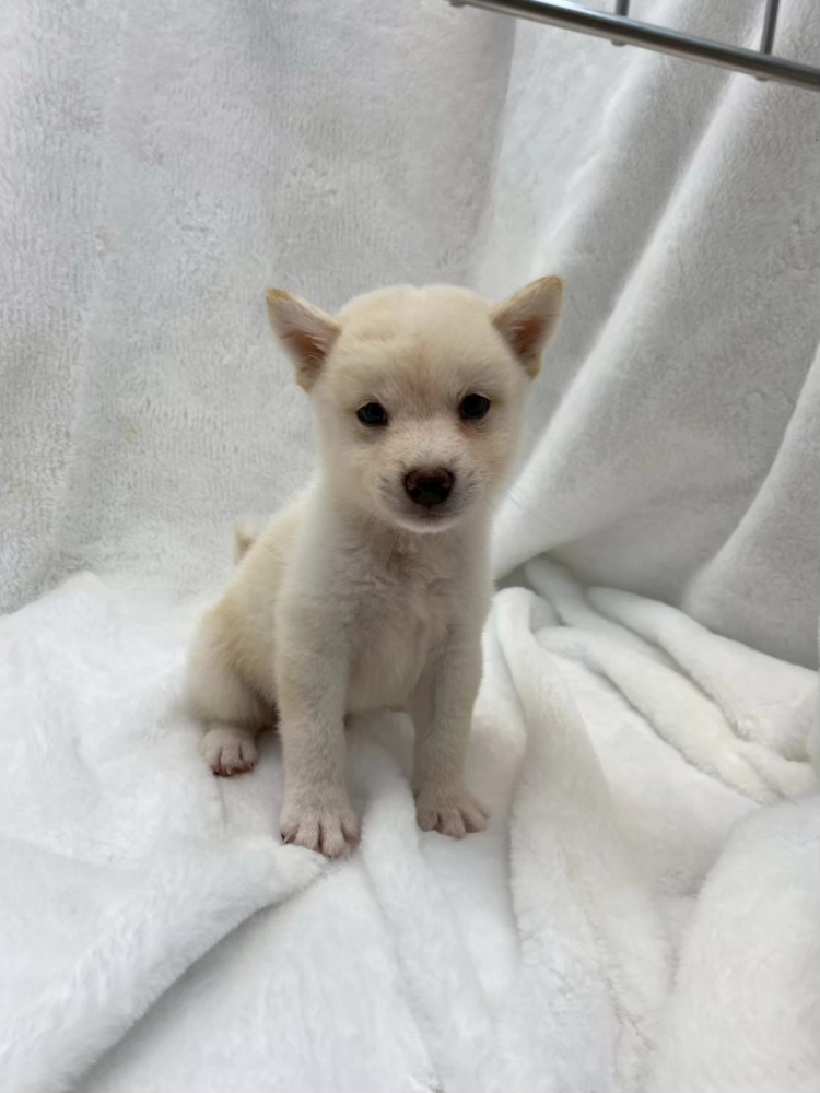 柴犬