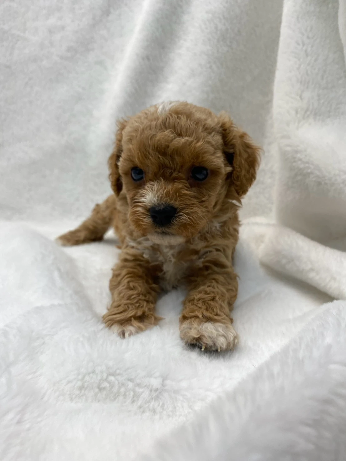 G548