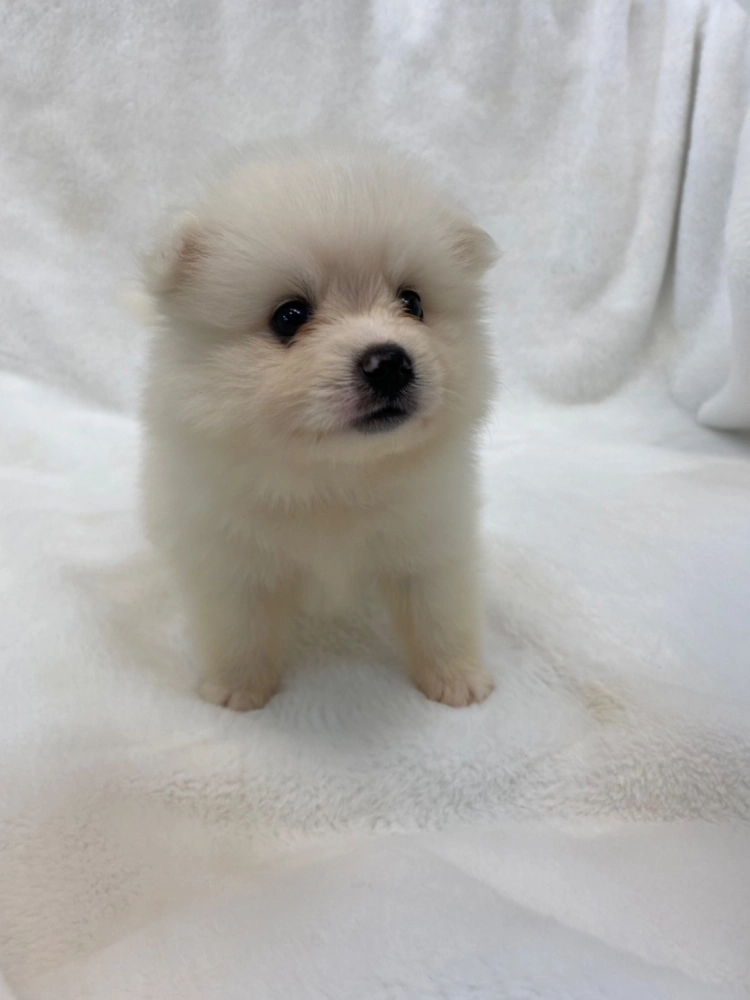 狐狸犬