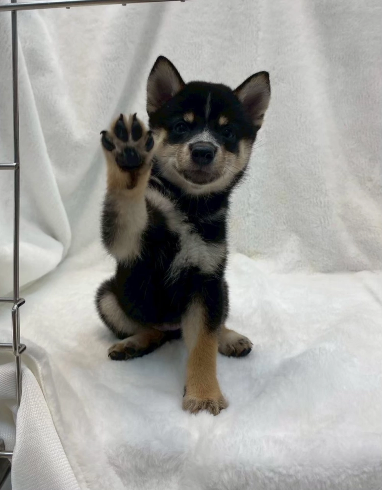 柴犬