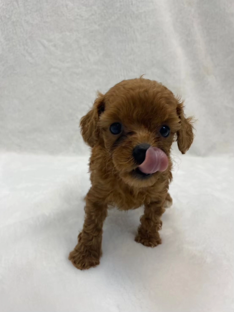 貴賓犬